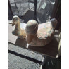 DUO DE CANARDS ANGLAIS